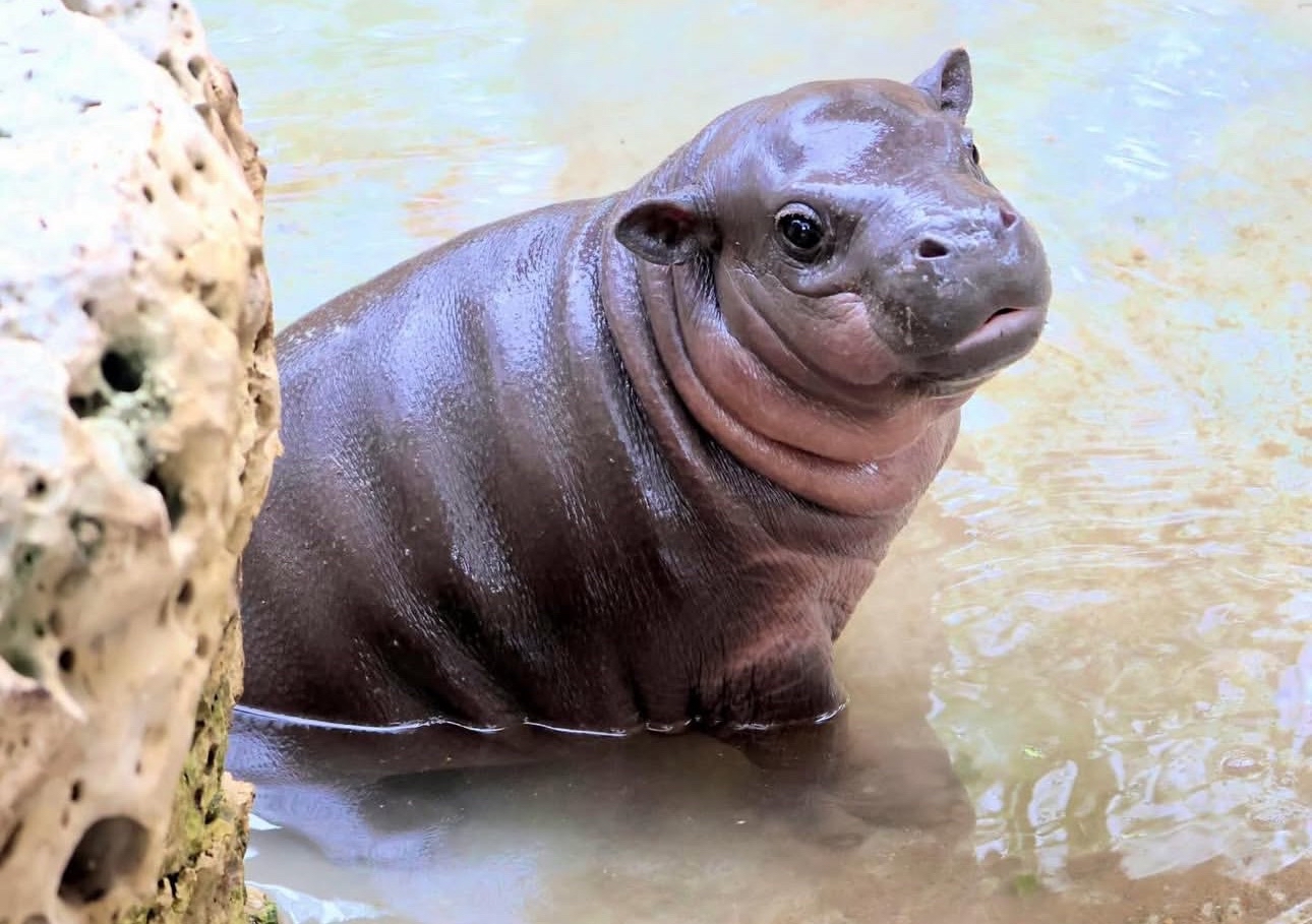 Mars in water at park